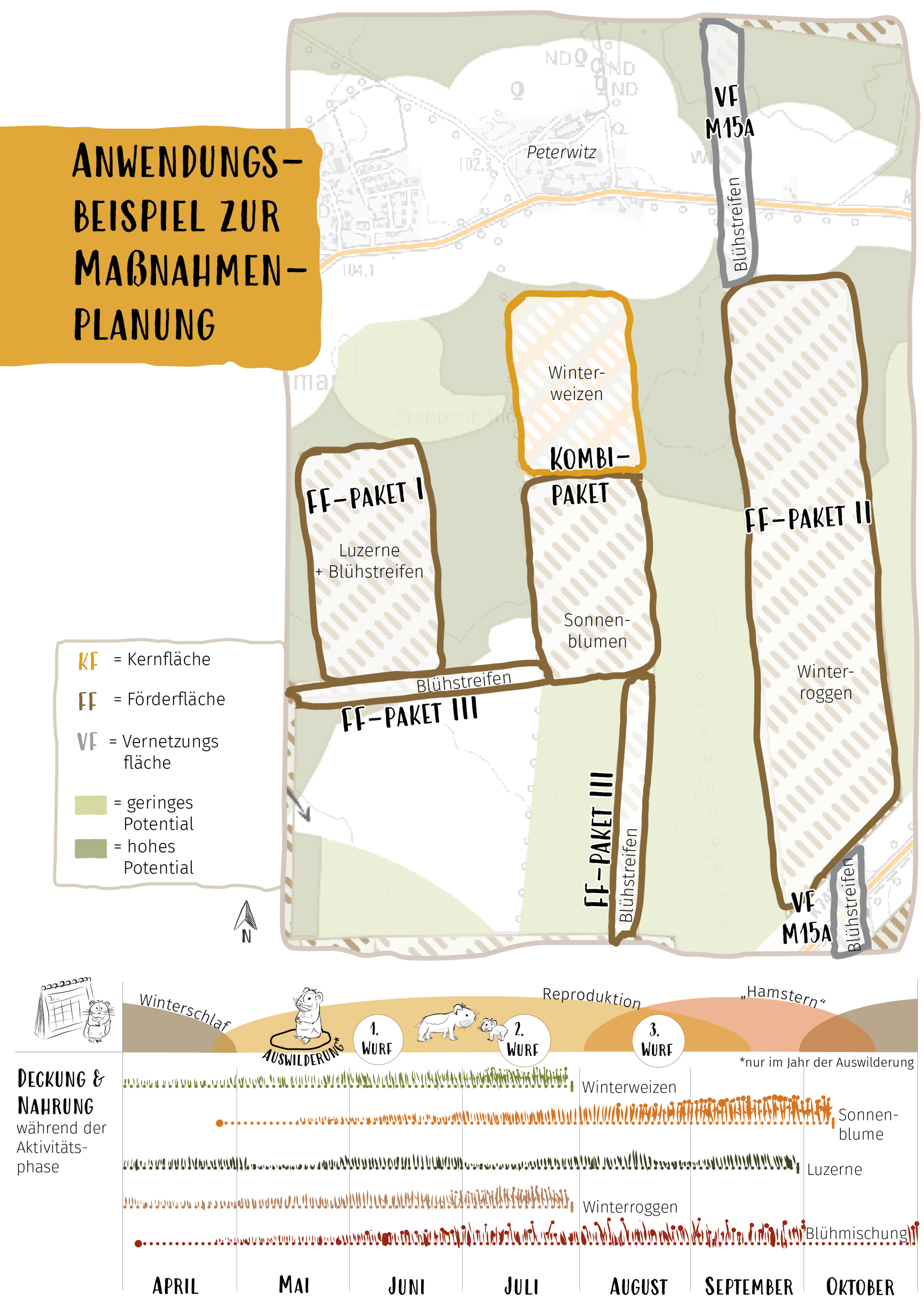 Die Abbildung zeigt einen Kartenausschnitt, auf dem eine Kernfläche, fünf Förderflächen und zwei Vernetzungsflächen mit unterschiedlichen Anbaukulturen eingezeichnet sind. Die Kartengrundlage besteht aus der Darstellung von Potenzialflächen. Im unteren Teil werden Nahrung und Deckung durch die in der Karte vorgeschlagenen Feldfrüchte als Schnittdiagramm über den Jahresverlauf dargestellt, mit Vermerk der Reproduktions-, „Hamster“- und Winterschlafphase.