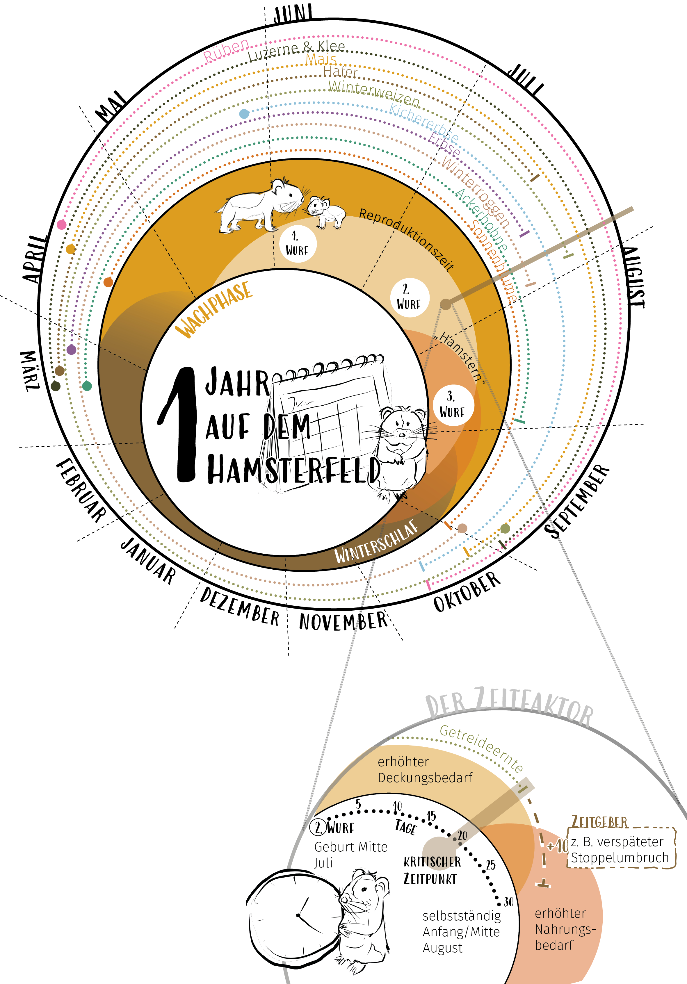 Die Abbildung zeigt eine kreisförmige Darstellung des typischen Jahresverlaufs eines Feldhamsters mit den drei möglichen Wurfzeiträumen im Juni, Juli und August sowie der Winterschlafphase von etwa Oktober bis März oder April. Um diesen Ablauf sind verschiedene Ackerbaukulturen mit ihrer Anbauzeit von Aussaat bis Ernte vermerkt. Um einen kritischen Zeitpunkt durch Zusammentreffen der Getreideernte mit der Jungaufzucht zu vermeiden, wird ein sogenannter Zeitgeber, etwa in Form eines verspäteten Stoppelumbruchs, vorgeschlagen.Die Abbildung zeigt eine kreisförmige Darstellung des typischen Jahresverlaufs eines Feldhamsters mit den drei möglichen Wurfzeiträumen im Juni, Juli und August sowie der Winterschlafphase von etwa Oktober bis März oder April. Um diesen Ablauf sind verschiedene Ackerbaukulturen mit ihrer Anbauzeit von Aussaat bis Ernte vermerkt. Um einen kritischen Zeitpunkt durch Zusammentreffen der Getreideernte mit der Jungaufzucht zu vermeiden, wird ein sogenannter Zeitgeber, etwa in Form eines verspäteten Stoppelumbruchs, vorgeschlagen.